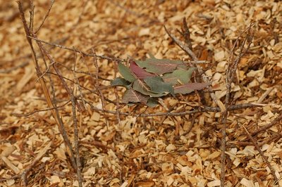 DSC_8733.JPG