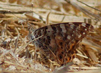 DSC_1432.JPG