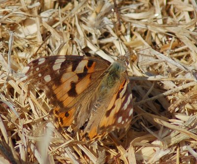 DSC_1436.JPG