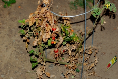 DSC_2356.JPG