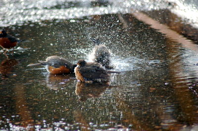 DSC_3895.JPG