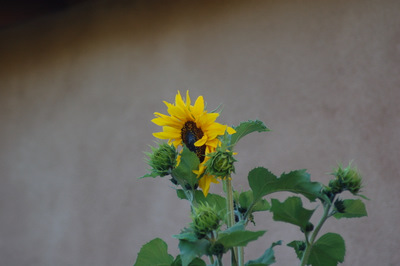 DSC_8317.JPG