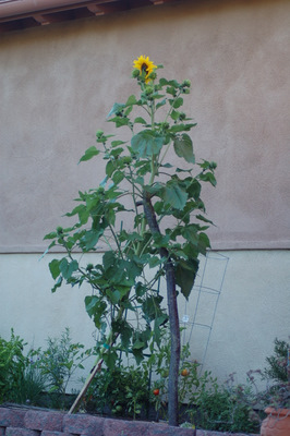 DSC_8320.JPG