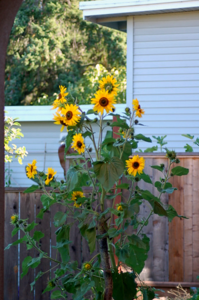 DSC_8567.JPG