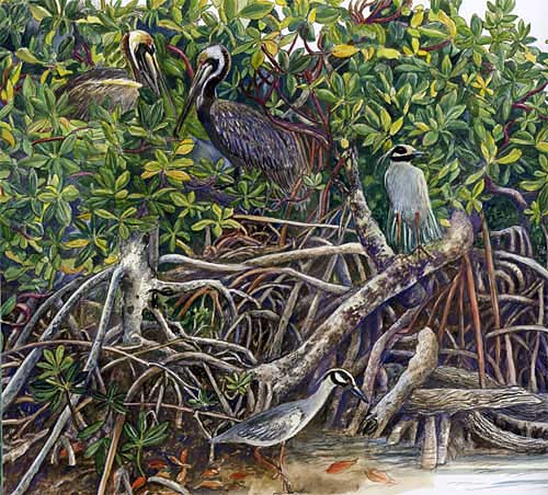 birds.jpg